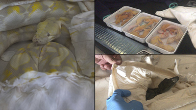 Sınırda araçtan çıkanlar şok etti