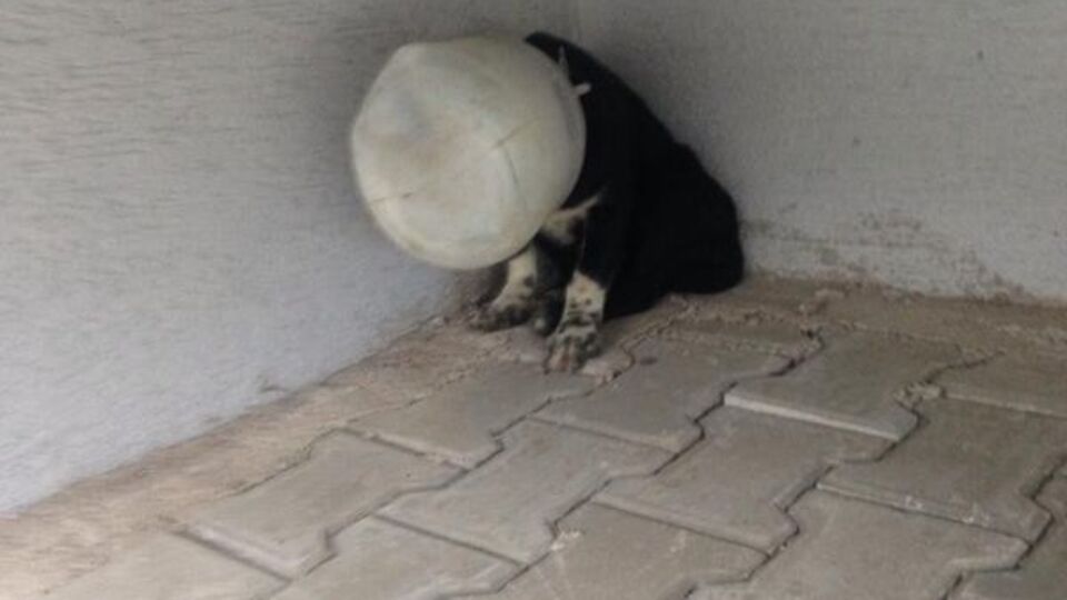 Bunu yapan insan olamaz!