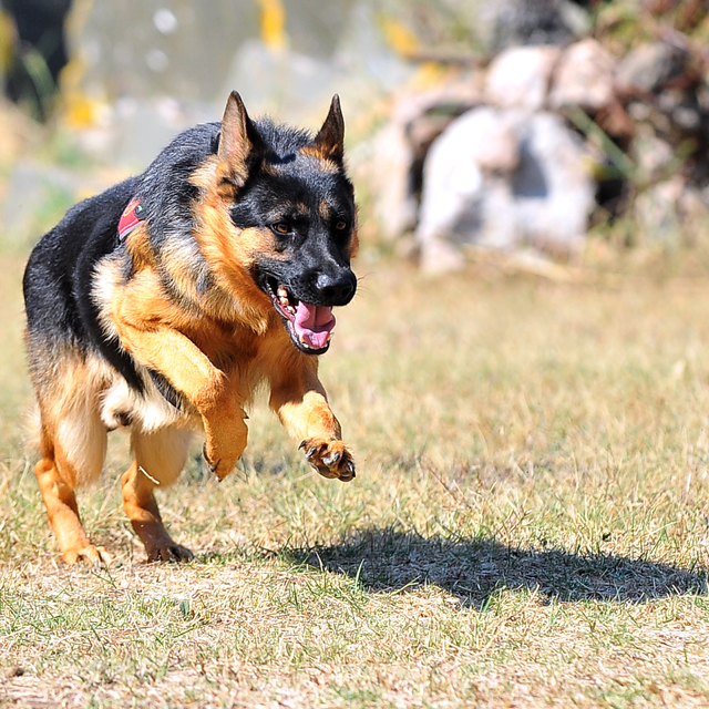 K9 değil, Zerdava!