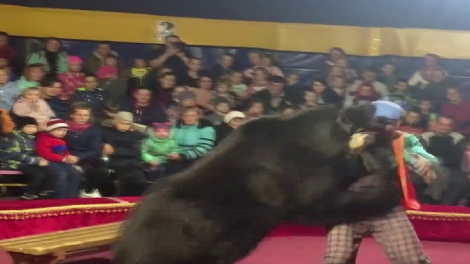 Sirk ayısı terbiyecisine saldırdı