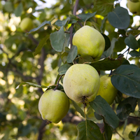 Ayva sirkesi nasıl yapılır?