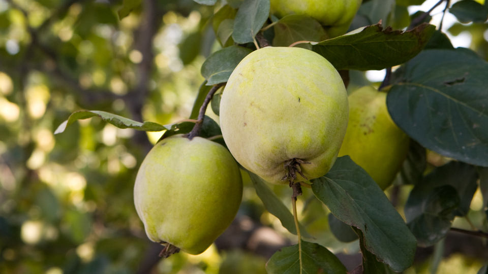 Ayva sirkesi nasıl yapılır?