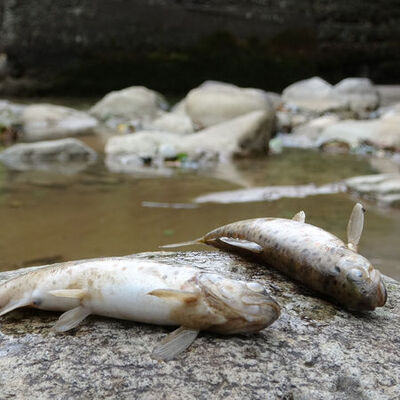 O'nun da nesli tehlikede!