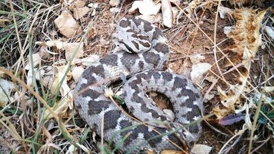 Osmanlı engereğinin yeni alt türü