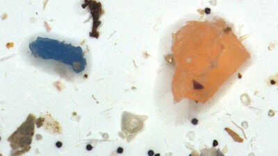 Midye dolmaların yüzde 91'i mikroplastik!