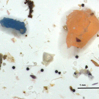 Midye dolmaların yüzde 91'i mikroplastik!