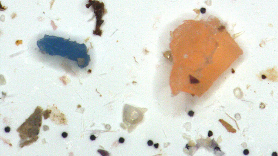 Midye dolmaların yüzde 91'i mikroplastik!