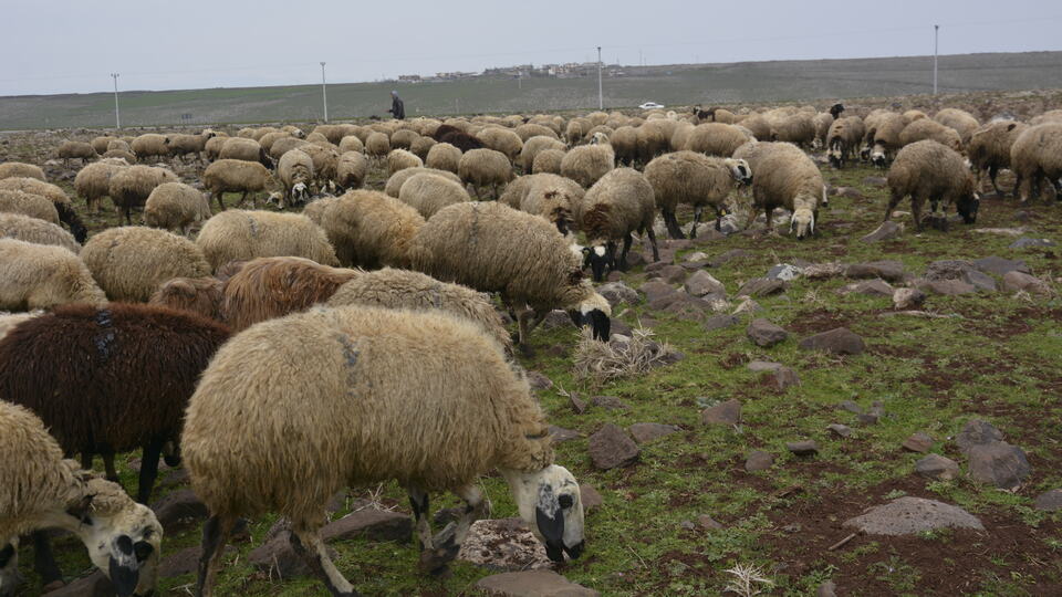 "Destekler küçükbaş hayvancılığa ivme kazandıracak"