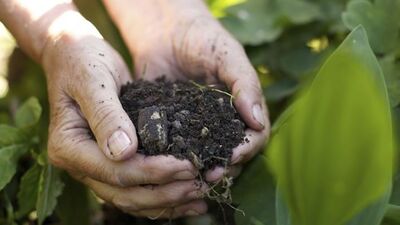 Karadeniz'in çay bahçelerinde büyük tehlike