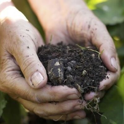 Karadeniz'in çay bahçelerinde büyük tehlike