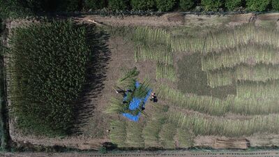 Kötü ün yıldırmadı, tüfekle koruyarak üretti