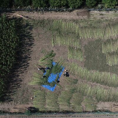 Kötü ün yıldırmadı, tüfekle koruyarak üretti