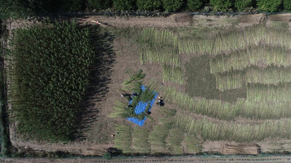 Kötü ün yıldırmadı, tüfekle koruyarak üretti