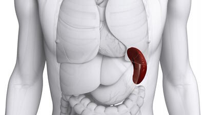 Dalak büyümesine ne iyi gelir? İşte dalak büyümesine iyi gelen yiyecekler
