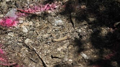 Meksika'da 42 kafatası bulundu