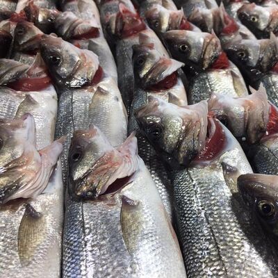 Balıkta büyük hile! Bunu da yaptılar