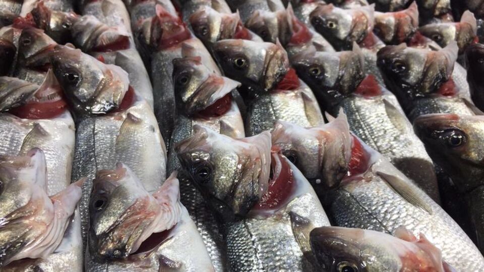 Balıkta büyük hile! Bunu da yaptılar