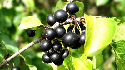 Acı çehre otu nedir? Etkileri nelerdir? Kimler için risk teşkil eder?