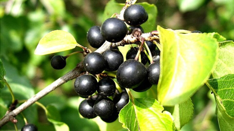 Acı çehre otu nedir? Etkileri nelerdir? Kimler için risk teşkil eder?