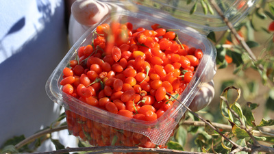 Goji berry nedir? Ne işe yarar ve faydaları nelerdir?