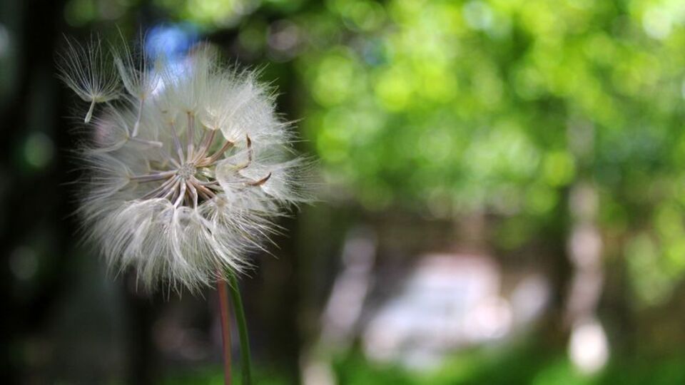 Polen alerjisi nedir, polen alerjisi nasıl anlaşılır?