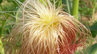 Evde mısır püskülü temizleme işi veren firmalar