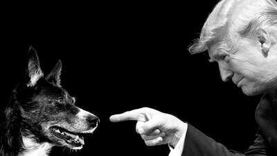 Köpek Yılı'nda doğan Trump neden köpek sevmiyor