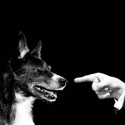 Köpek Yılı’nda doğan Trump neden köpek sevmiyor