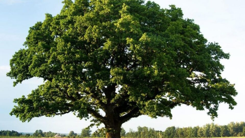 Geleceğe Nefes kampanyası nedir?