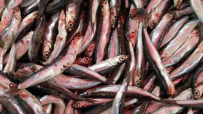 Kilosu 5 TL'ye düştü! Kapış kapış satılıyor