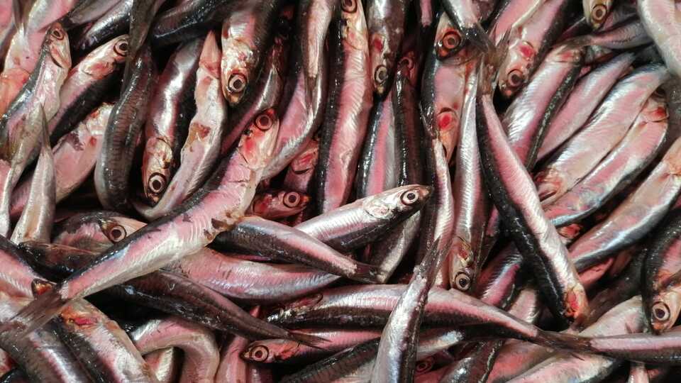 Kilosu 5 TL'ye düştü! Kapış kapış satılıyor