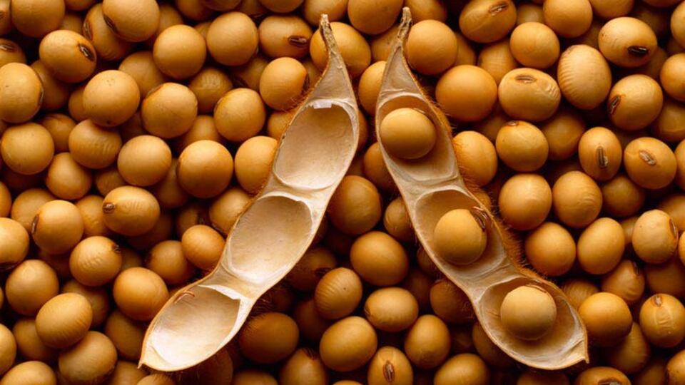 Soya fasulyesinin faydaları ve zararları nelerdir?