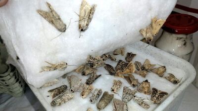 Ağrı'dan kaçıracaklardı! Bedeli ağır oldu