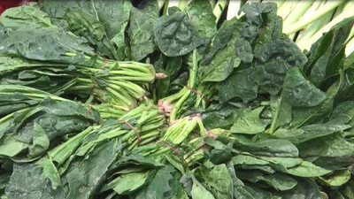 Zehirli Ispanak nedir?