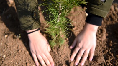 "10 milyonu aşkın fidan sahiplenildi"