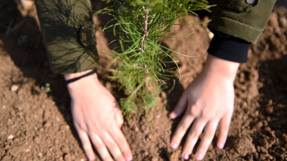 "10 milyonu aşkın fidan sahiplenildi"