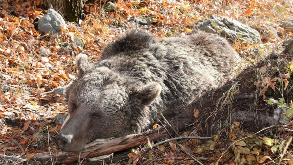 Kimse ilgilenmedi! Ölü bulundu
