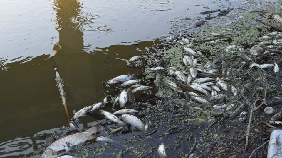 Yıllık rutin katliam! Durdurulamıyor