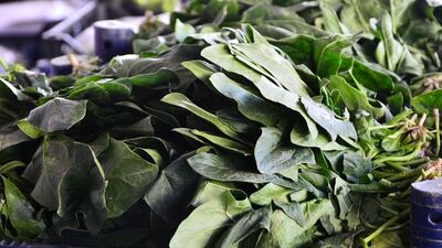 Nardan sonra ıspanak!