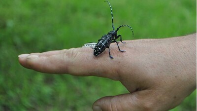 Drakula Böceği nedir?