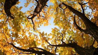 Kayısı bahçelerinde 'masalsı' sonbahar