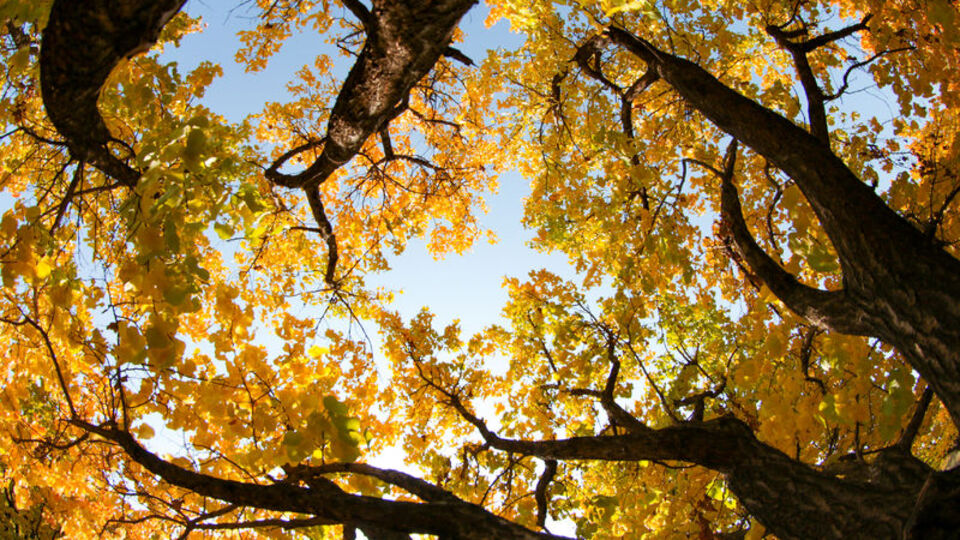 Kayısı bahçelerinde 'masalsı' sonbahar