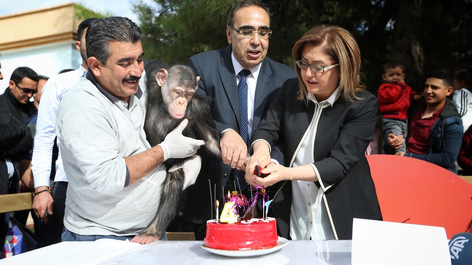 Sevimli makak maymunlarına isim verildi