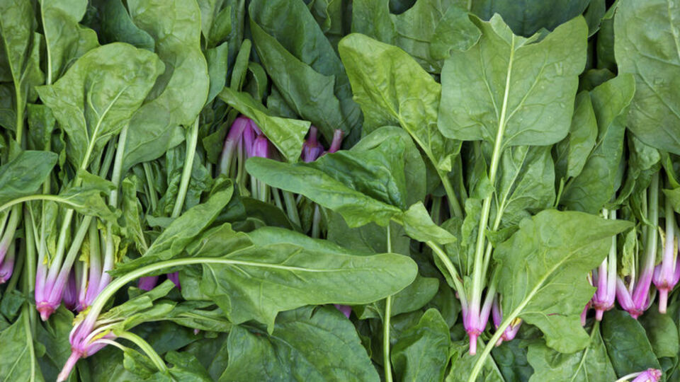 Ispanak zehirlenmesi nedir?