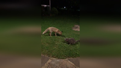 Kedi ve tilkinin yemek mücadelesi