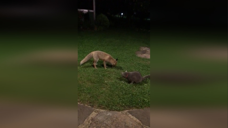 Kedi ve tilkinin yemek mücadelesi