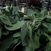 Ispanak alırken bunu kullanın!