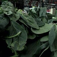 "Nedeni ortaya çıkana kadar marketten ıspanak almayın"