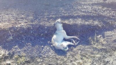 Vicdanları sızlattı!