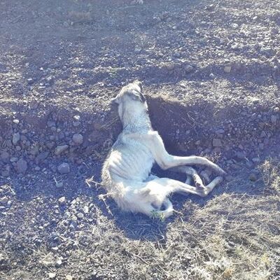 Vicdanları sızlattı!